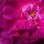 Fioletowo - różowy - Róża portlandzka - Indigo